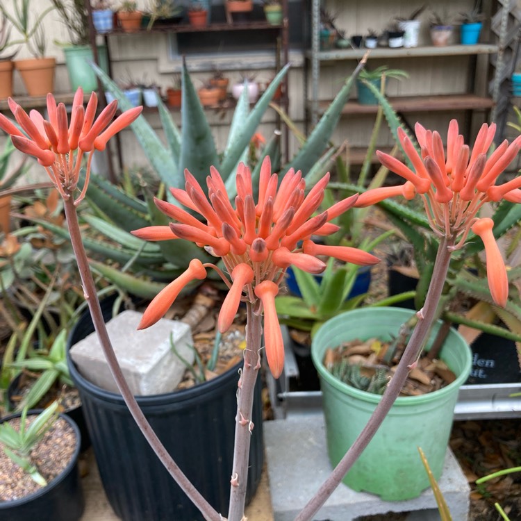 plant image 1428859 plant image 1428859