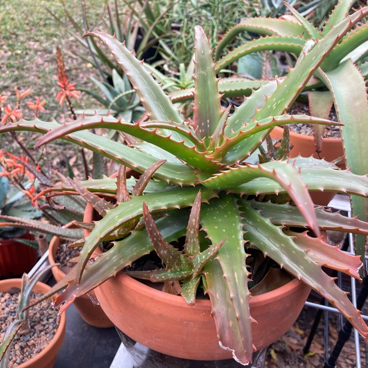 plant image 1429137 plant image 1429137