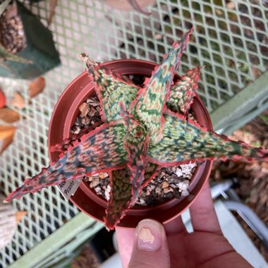 Aloe 'Piranha'