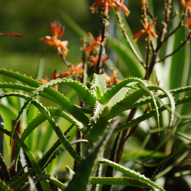 Aloe Arborescens