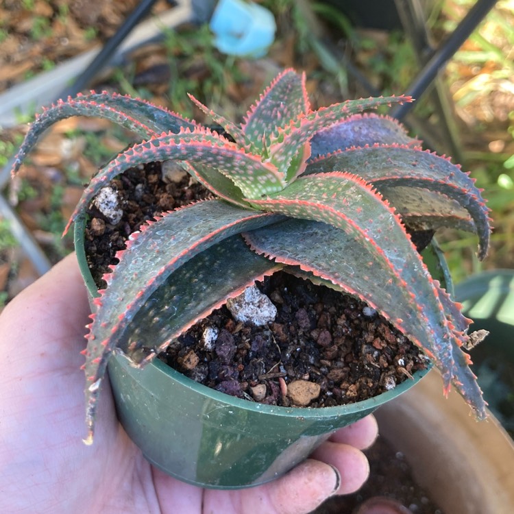 Plant image Aloe 'Christmas Carol'