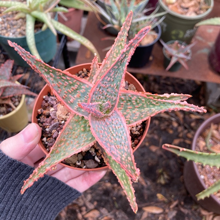 plant image 1431378