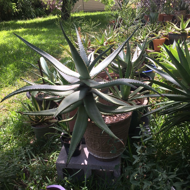 Plant image Aloe ferox