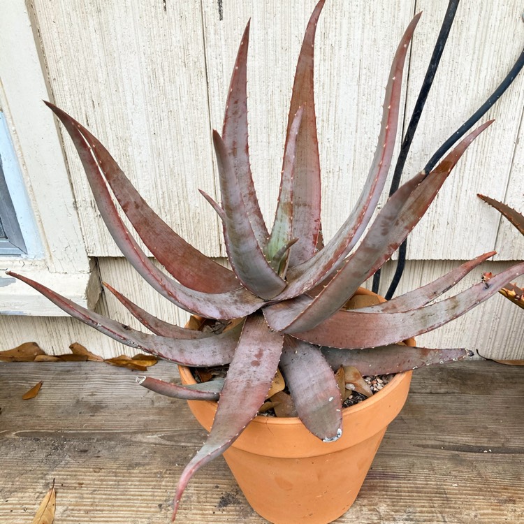 plant image 1434559 plant image 1434559