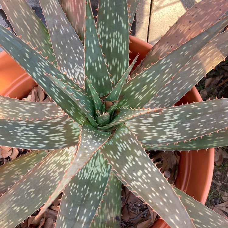 plant image 1438684 plant image 1438684