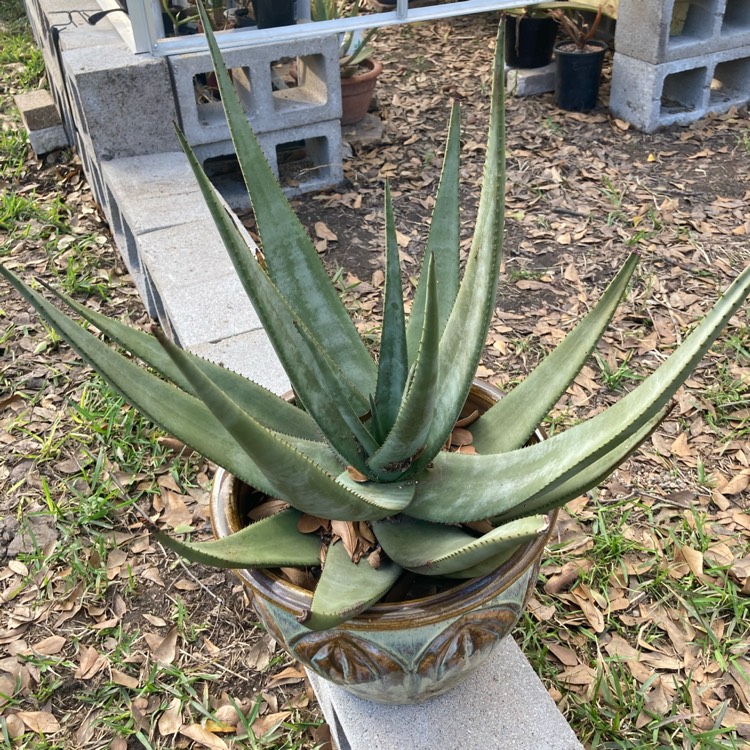 Plant image Aloe wickensii