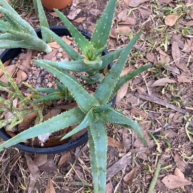 Aloe ‘California'