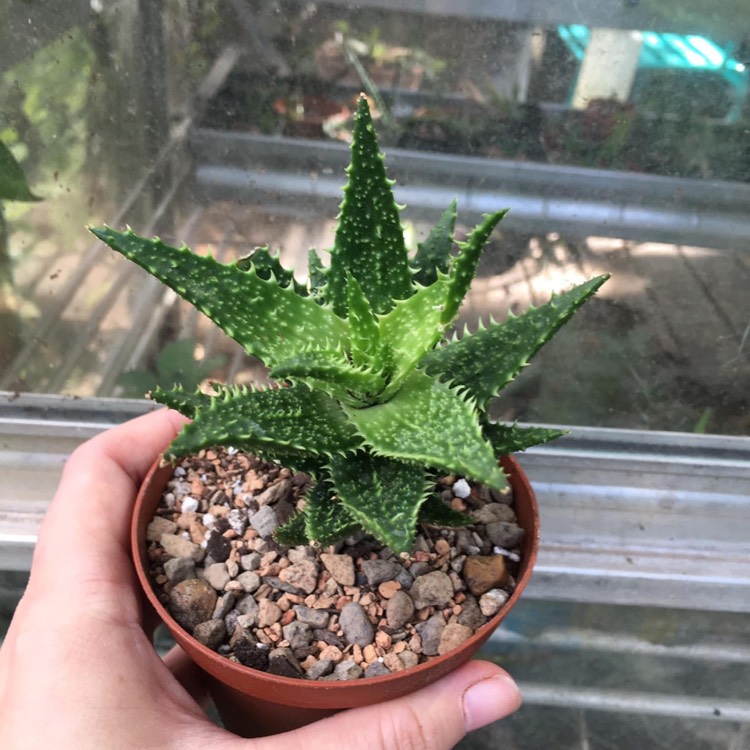 Plant image Aloe 'Park Avenue'