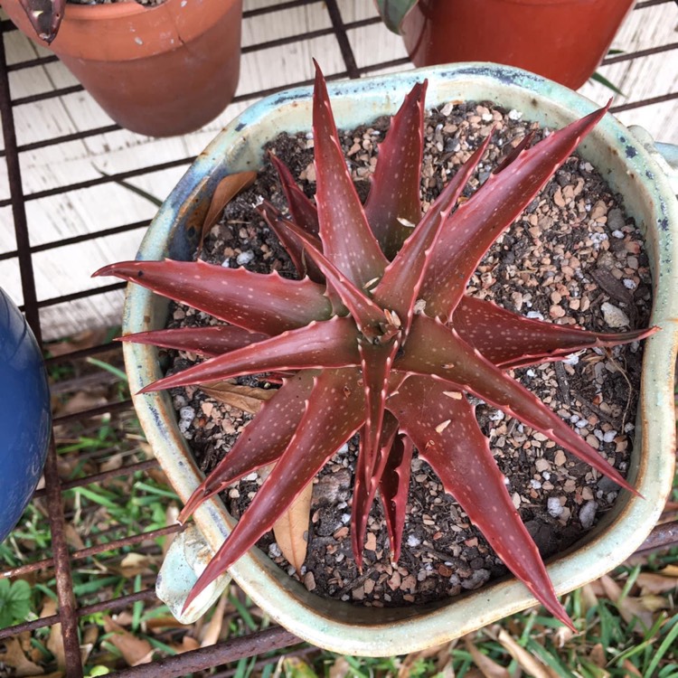 Plant image Aloe 'Dorotheae'