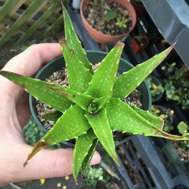 Plant image Aloe 'Dorotheae'