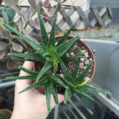 Aloe hybrid 'Firebird'