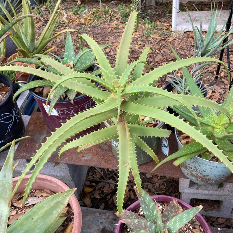 plant image 1439883 plant image 1439883