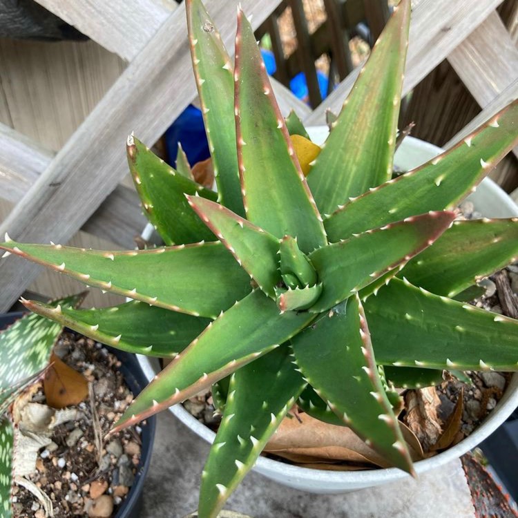 plant image 1439889