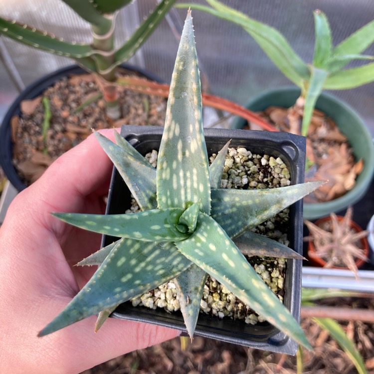 plant image 1446076 plant image 1446076