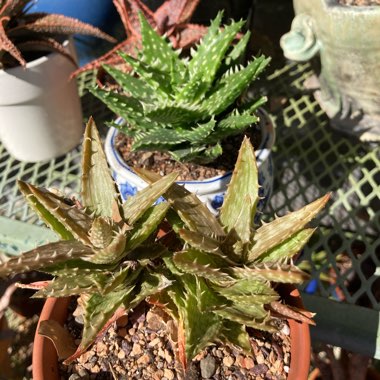Aloe 'Juvenna'