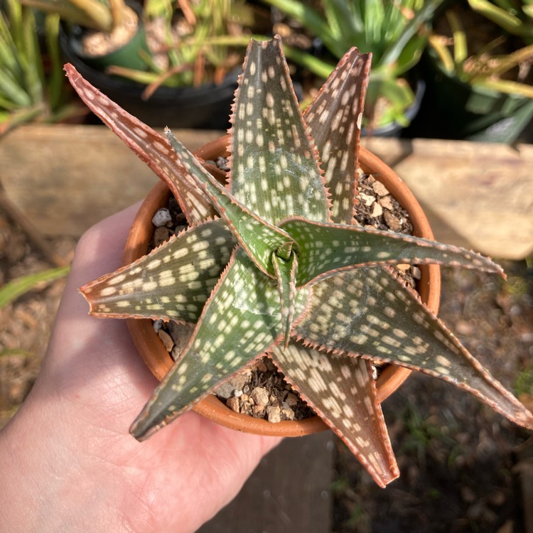 plant image 1446450 plant image 1446450