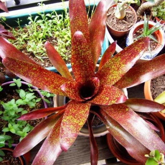 Plant image Neoregelia