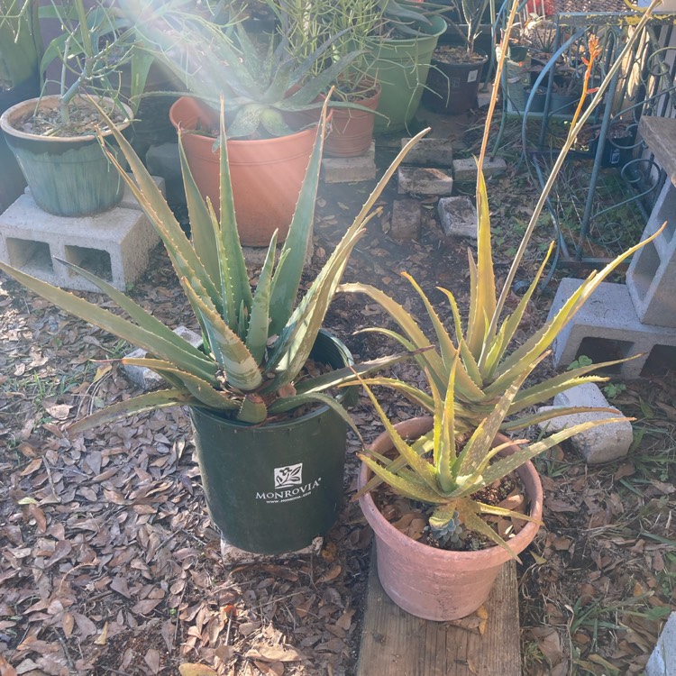 plant image 1447935 plant image 1447935