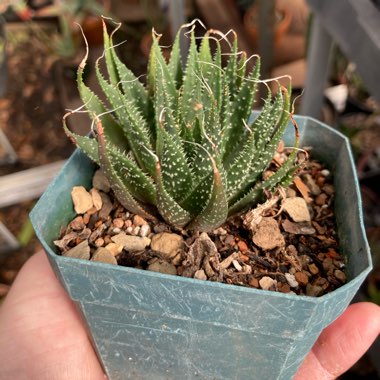 Aristaloe Aristata (formerly Aloe Aristata)