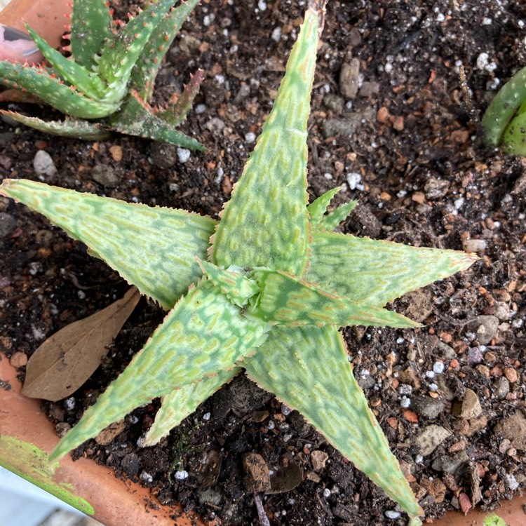 plant image 1451367 plant image 1451367