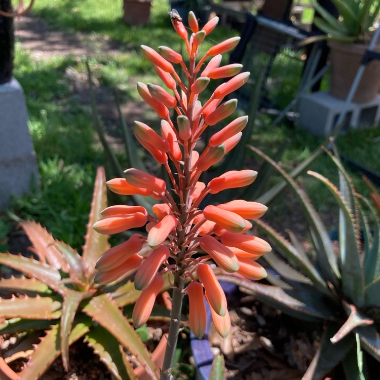 plant image 1469300 plant image 1469300