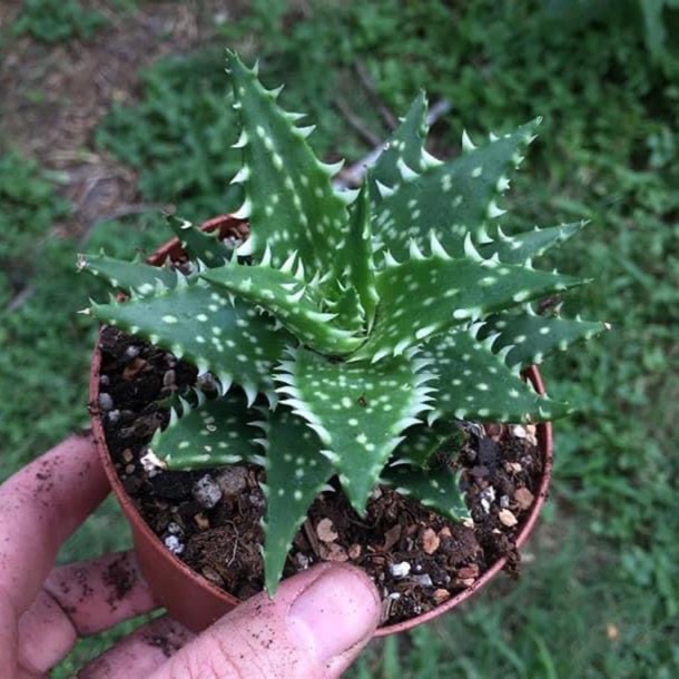 plant image 1469307