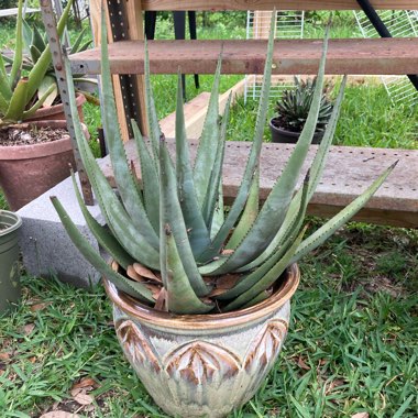 Aloe wickensii