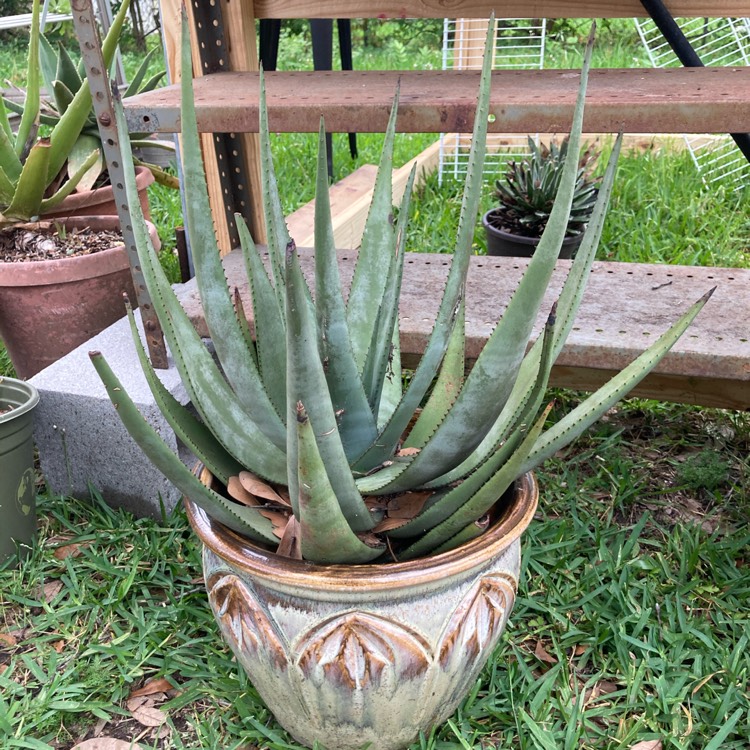 plant image 1473402