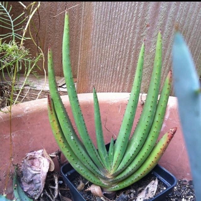 Plant image Aloe wickensii