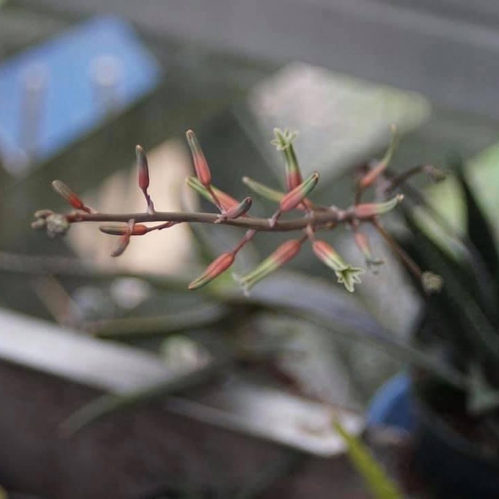 plant image 1473814