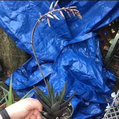 Gasterhaworthia ‘Royal Highness'