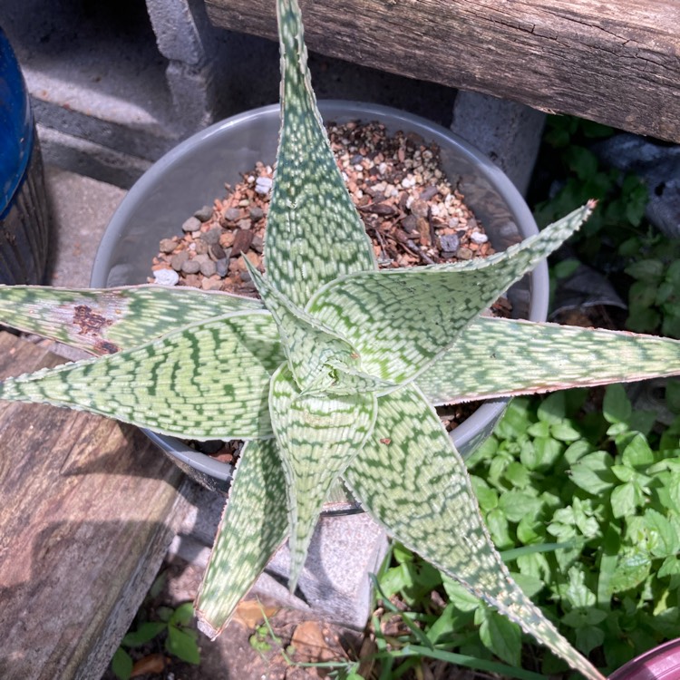 plant image 1494457 plant image 1494457