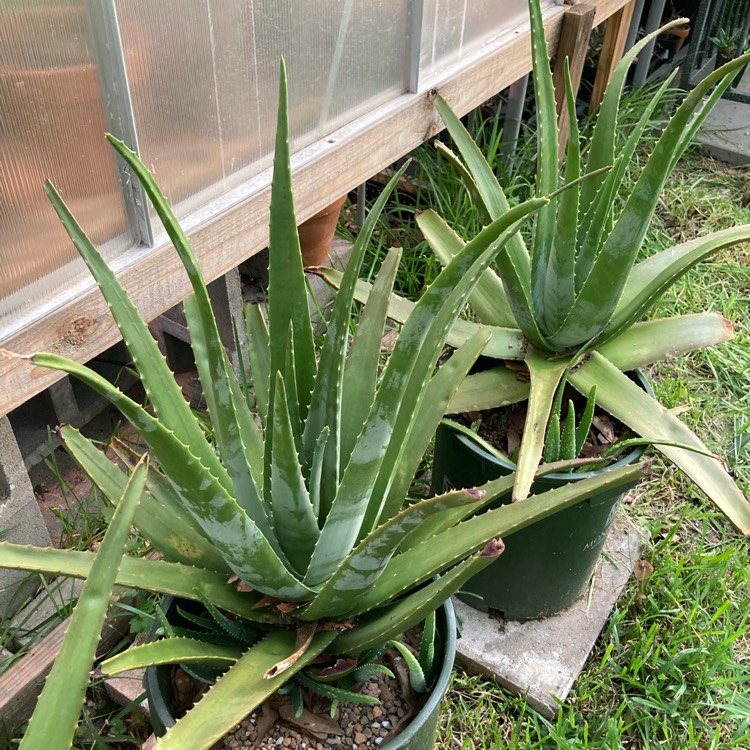 plant image 1510434 plant image 1510434