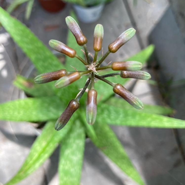 plant image 1510435 plant image 1510435