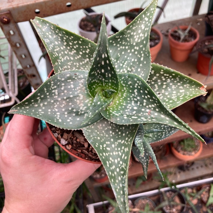 plant image 1524071