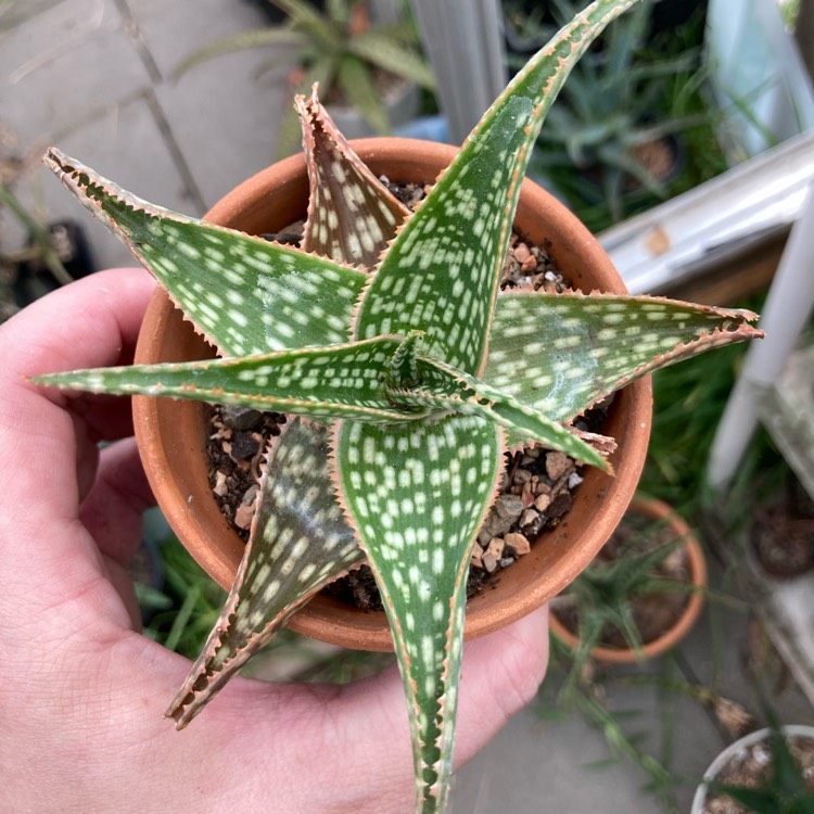 plant image 1526747 plant image 1526747
