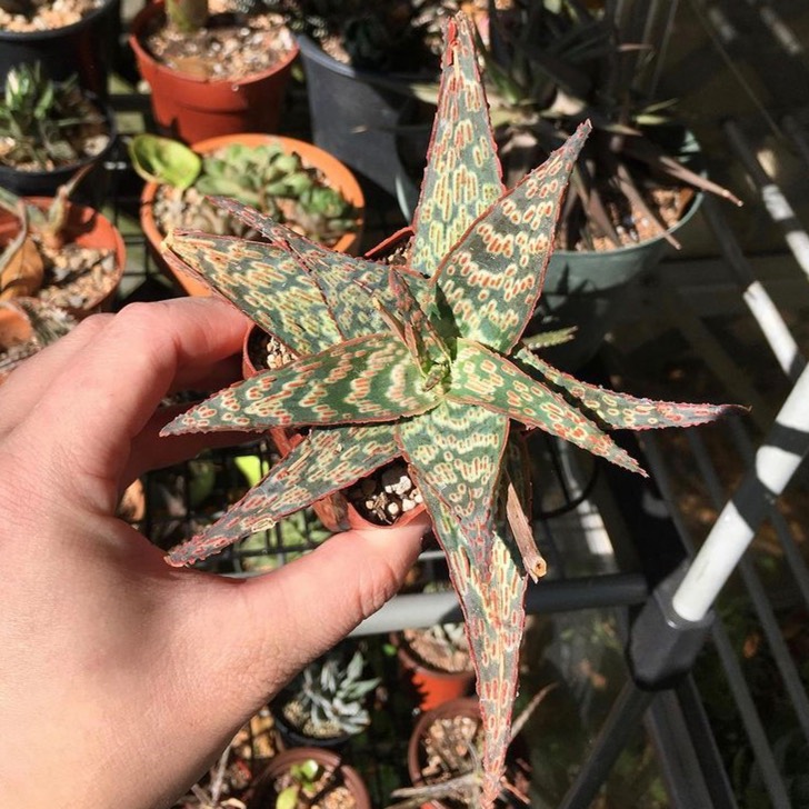 plant image 1537914