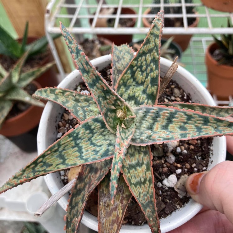 plant image 1537915