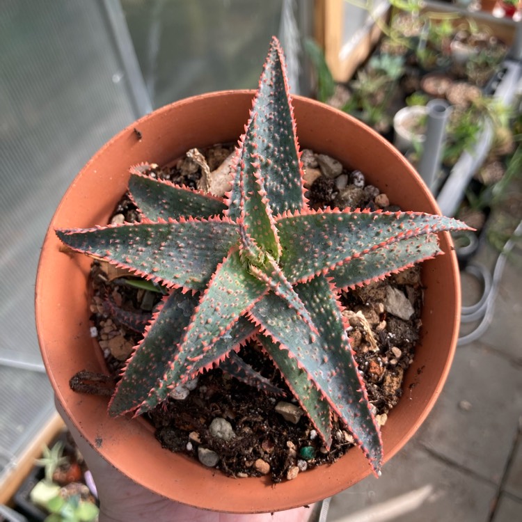 plant image 1538782