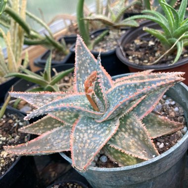 Aloe 'Bright Star'