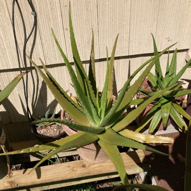 Aloe vera var. chinensis