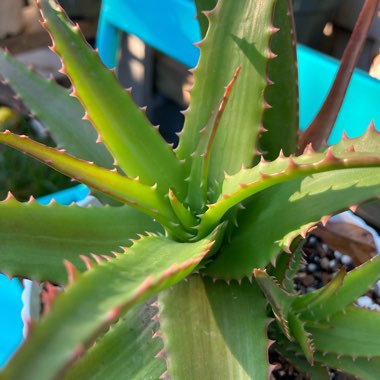 Aloe