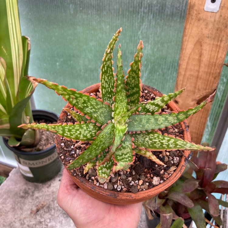 plant image 1546803 plant image 1546803