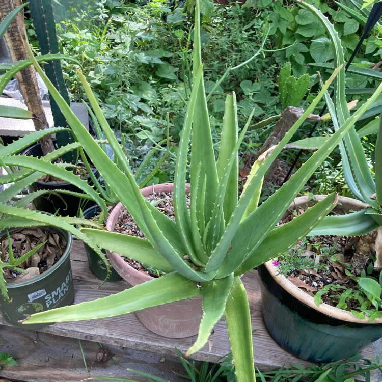 plant image 1621865 plant image 1621865