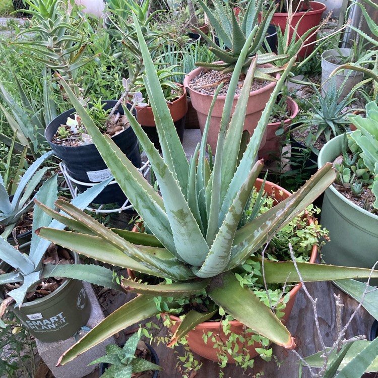 plant image 1621866 plant image 1621866