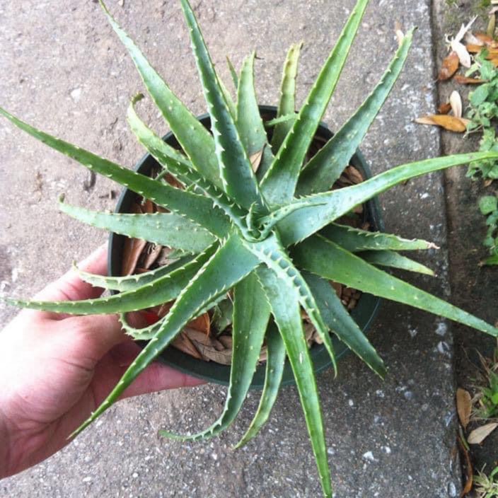 plant image 1642710