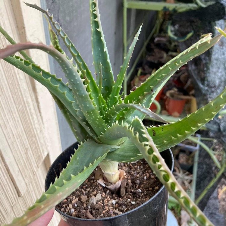 plant image 1642711