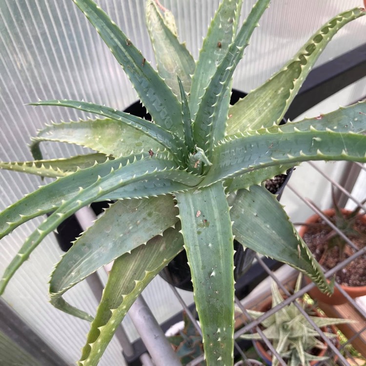 Plant image Aloe Spinosissima