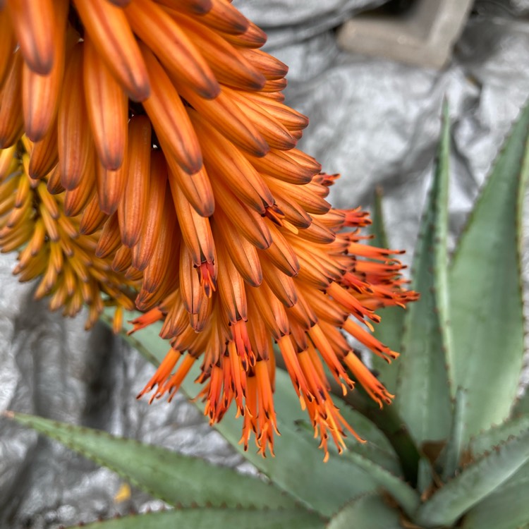 plant image 1642718 plant image 1642718