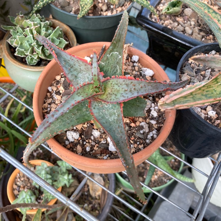 plant image 1642719 plant image 1642719